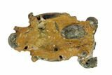 Fossil Mud Lobster (Thalassina) - Australia #95778-1